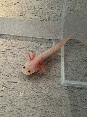 Axolotl leucistic pink