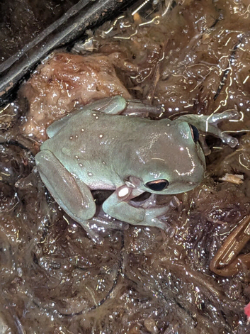 Baby whites tree frogs (snowflake)