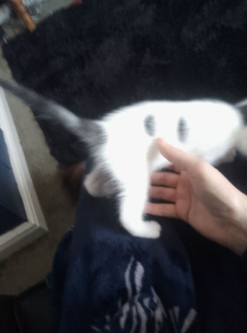 Kittens