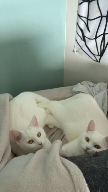 Pair of bonded Kittens
