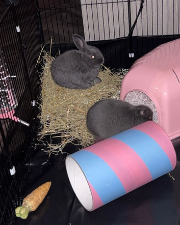 X2 female rabbits