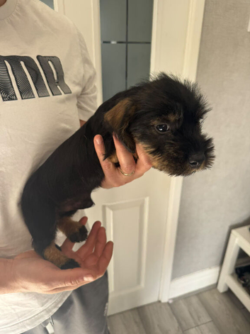 Beautiful boy Teckel Dachshund puppies for sale