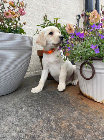 Cream/yellow Labrador  1 boy left