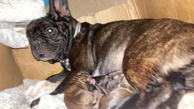 French Bull Wiener puppies