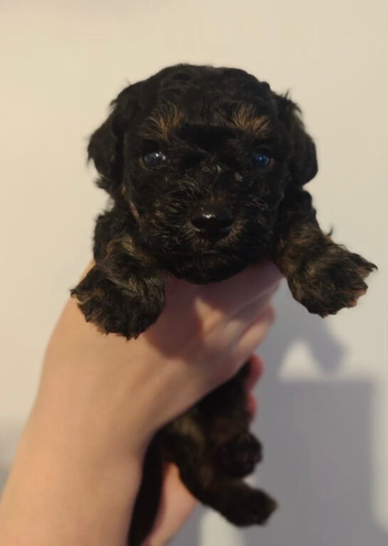 Toy cockapoo pups