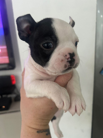 Kc reg boston terriers