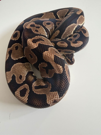 Various ball pythons and full set up