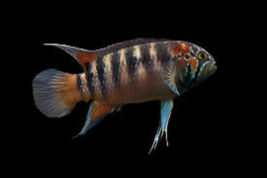 Zefra acaras