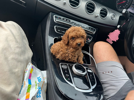 Asian extra Mini maltipoo ready to go(3 left