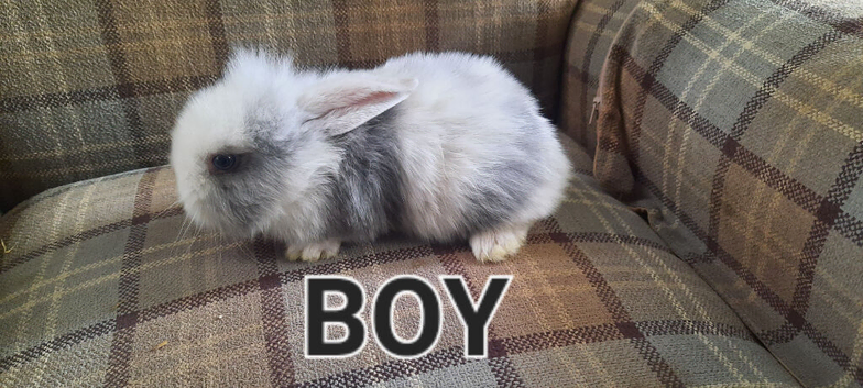 8 beautiful lops !!!!!!!!!!!!