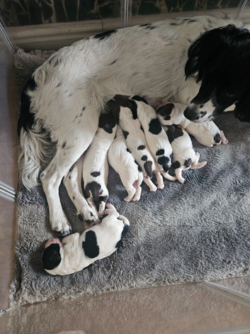 English springer spaniel pups
