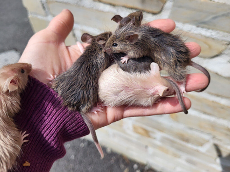 Long hair fancy mice