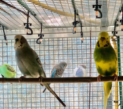 Baby budgies for sale a variety of colours