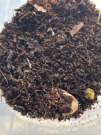 Spring tail colony