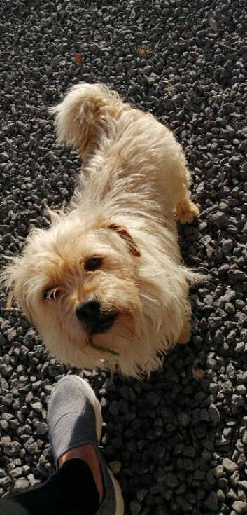 Beautiful dog