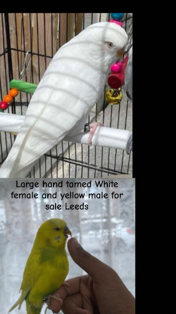 Pair of large hand tamed budgies for sale