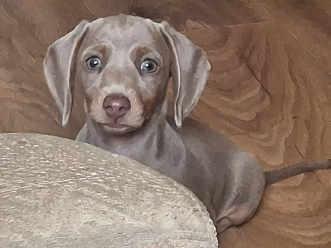 Dachshund Minature Pra clear Puppies READY NOW