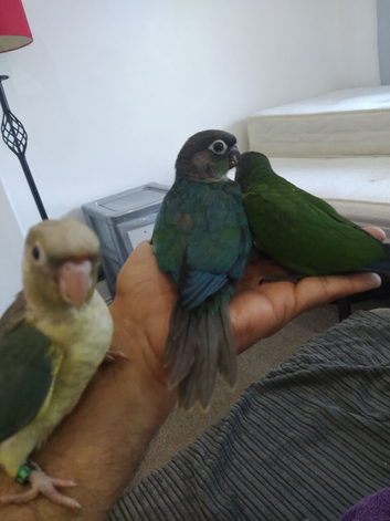 Beautiful hand reared tame conure