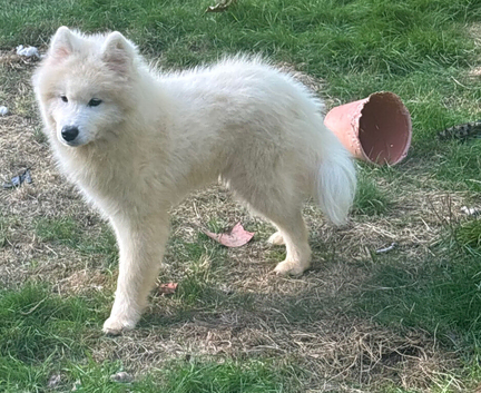 Samoyed pup for rehoming
