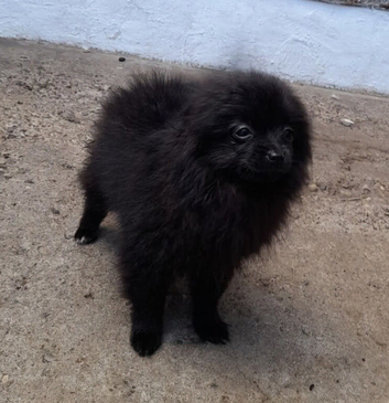 Pomeranian Puppies