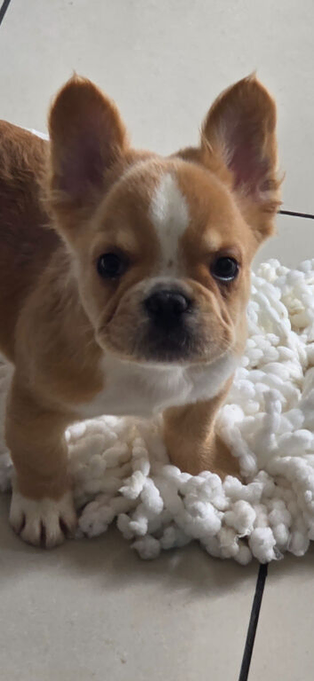 Visual fluffy frenchie