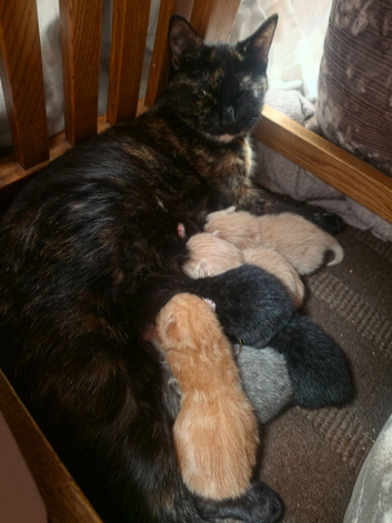 6 beautiful kittens   ready 26june