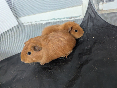 2 female guinea pig sisters