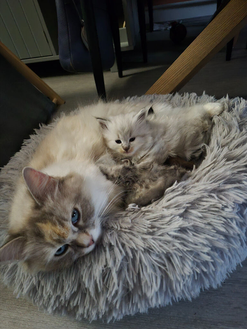 Stunning Siberian/Neva masquerade babies