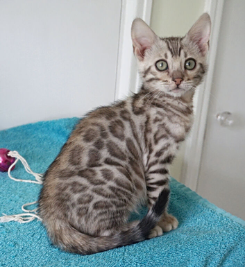 Ready Now Lovely Bengal Girl Kitten