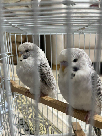Budgies