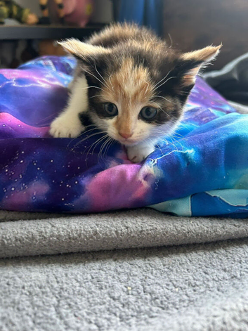 Beautiful kittens ready soon