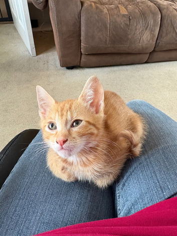 Gorgeous Kittens For Sale