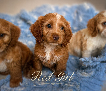 Beautiful F1 cockapoo puppies