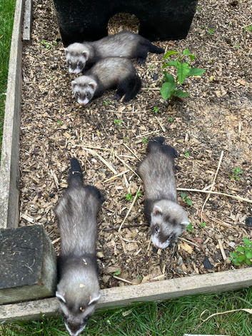Baby ferrets ready soon