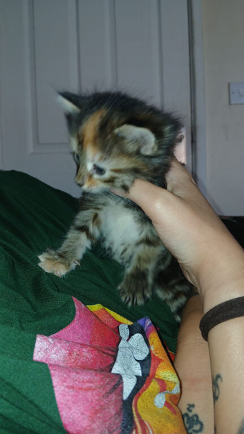 4 kittens