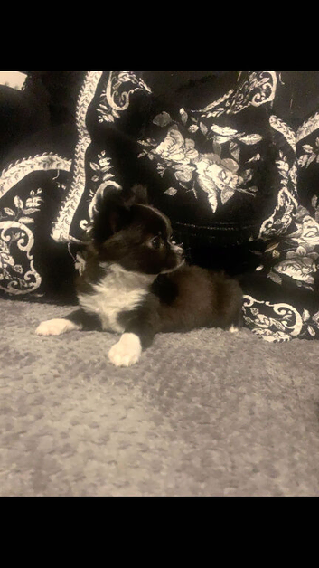 1 female pup