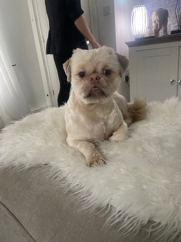 Stud rocky