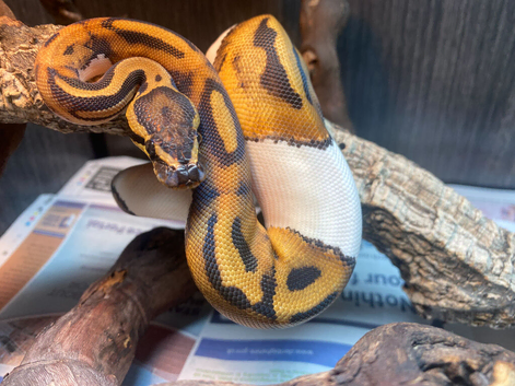 Pied Royal Pythons at Birmingham Reptiles