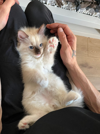 REDUCED 3 beautiful full ragdoll kittens