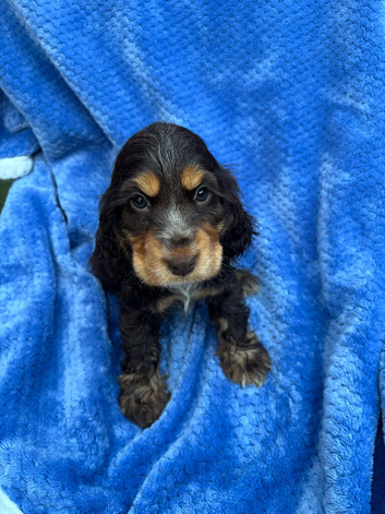 Show Cocker Spaniels looking for Homes