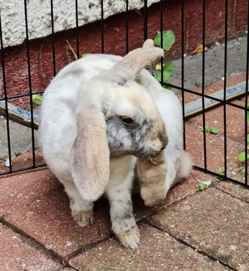 Mini rex x mini plush girl ready to go