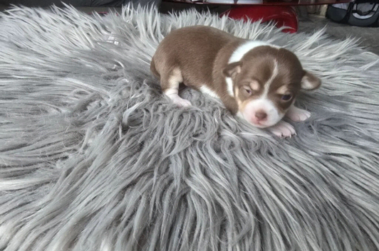 Amazing mini chihuahua puppies