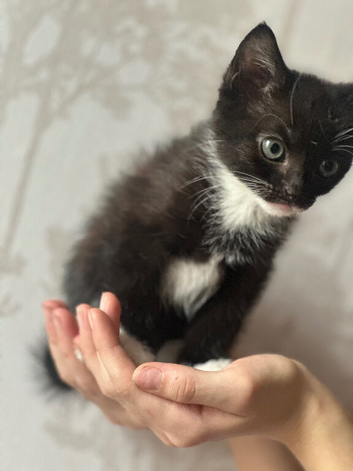 Black and white make kitten