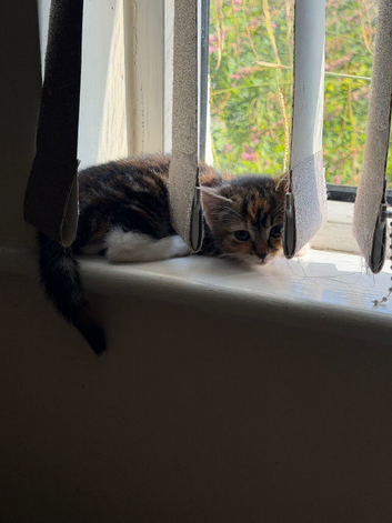 1 kitten