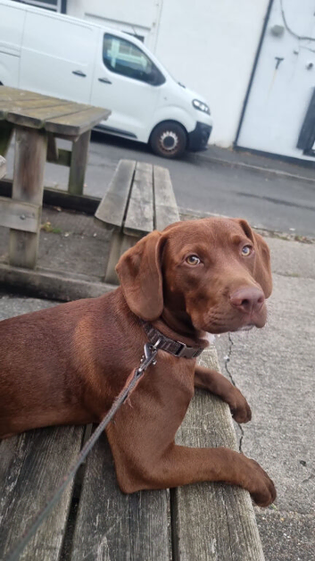 Cocker spaniel x staffie