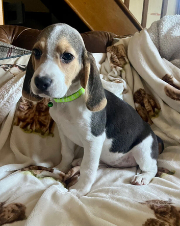 Full show type beagles