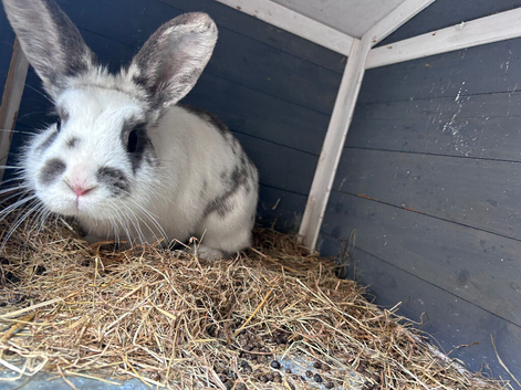 Lovely little boy rabbit