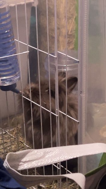 Ready to leave not spayed Destiny lion head rabbit