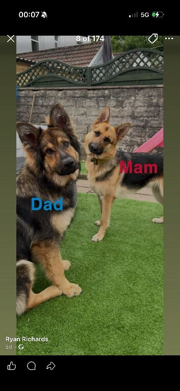 German shepherd puppies