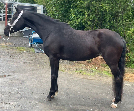 16hh registered Welsh partbred